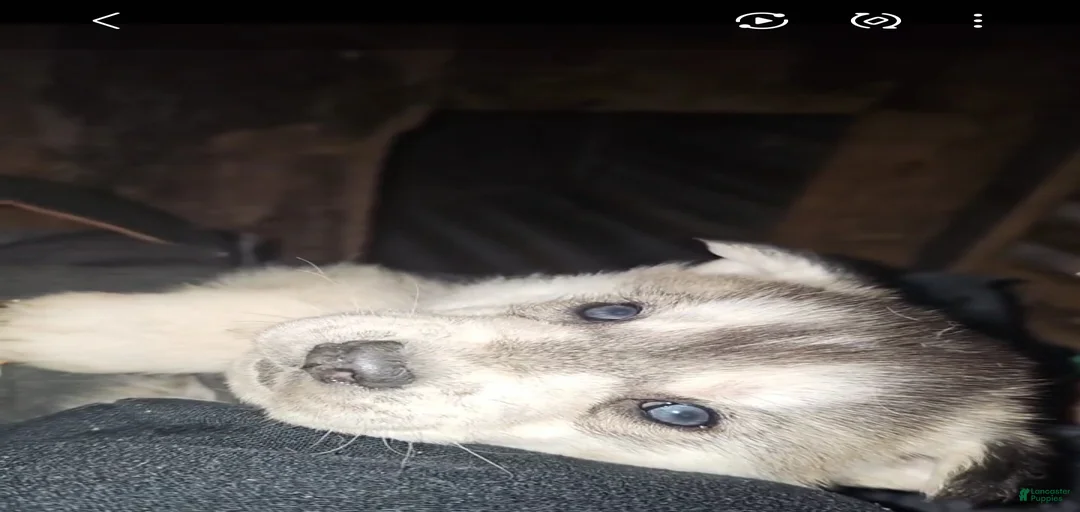 Gallery Image {{count}}