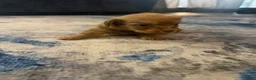 Mixed Breed dogs for sale: Mixed Breed 4 - Ad 1