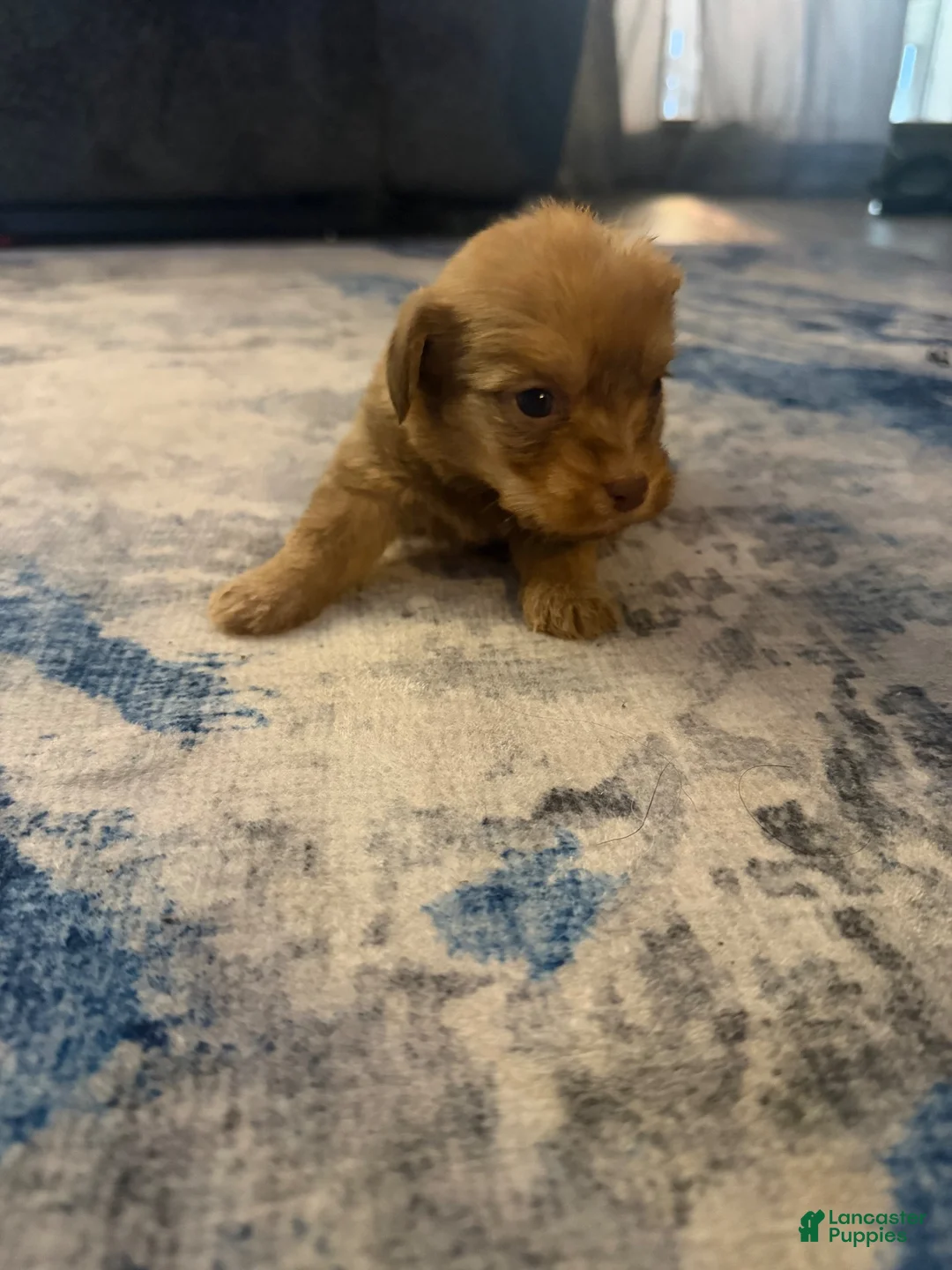 Mixed Breed dogs for sale: Mixed Breed 4 - Ad 1