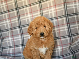 Mini Goldendoodle dogs - Ad 23