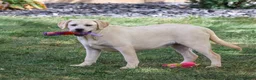 Labrador Retriever dogs for sale: Silvermist - Ad 4