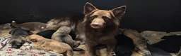German Shepherd dogs for sale: Ratite  - Ad 6
