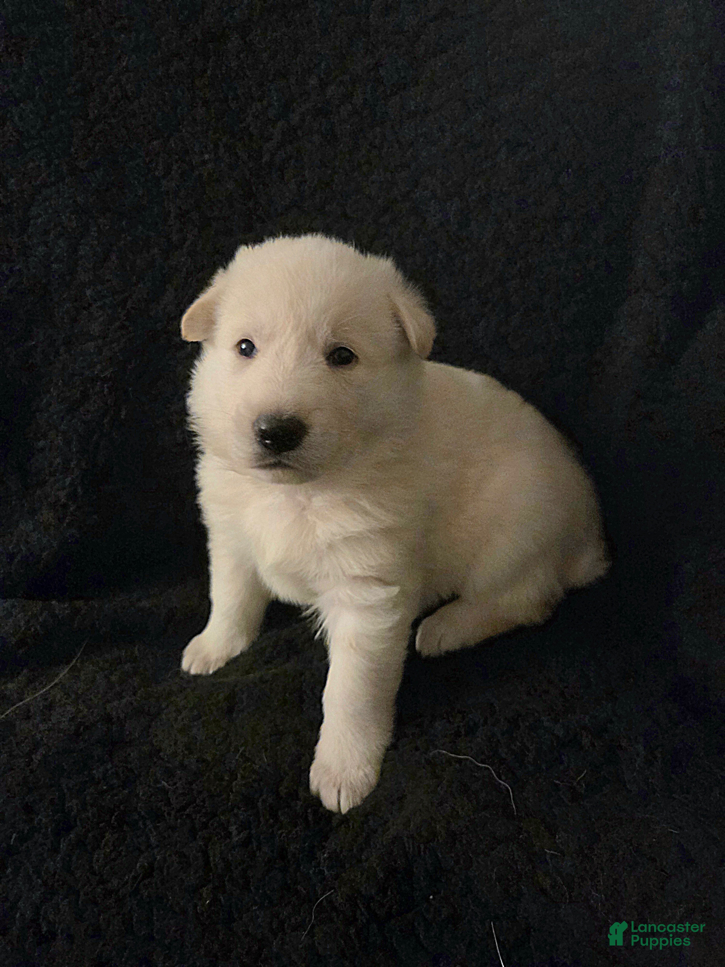 German Shepherd dogs Candy - Ad 1