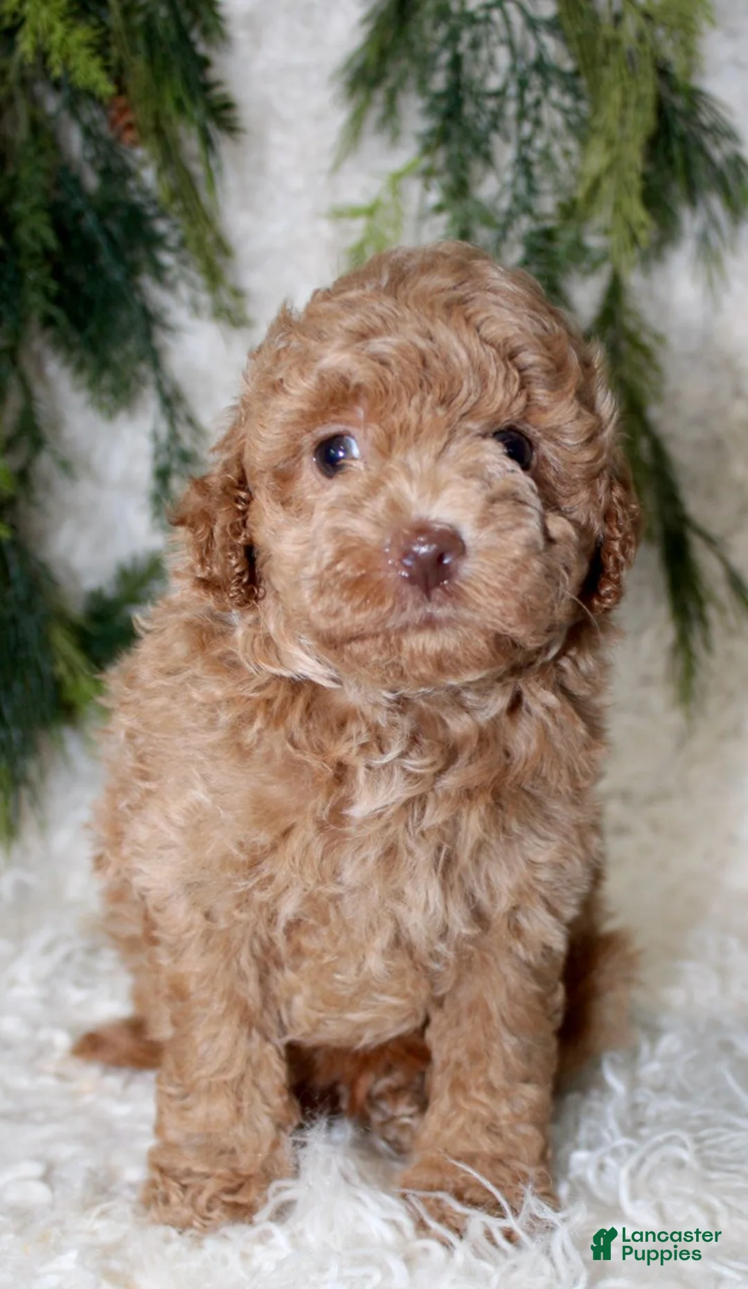 Toy Poodle dogs for sale: Toy Poodle 2 - Ad 2