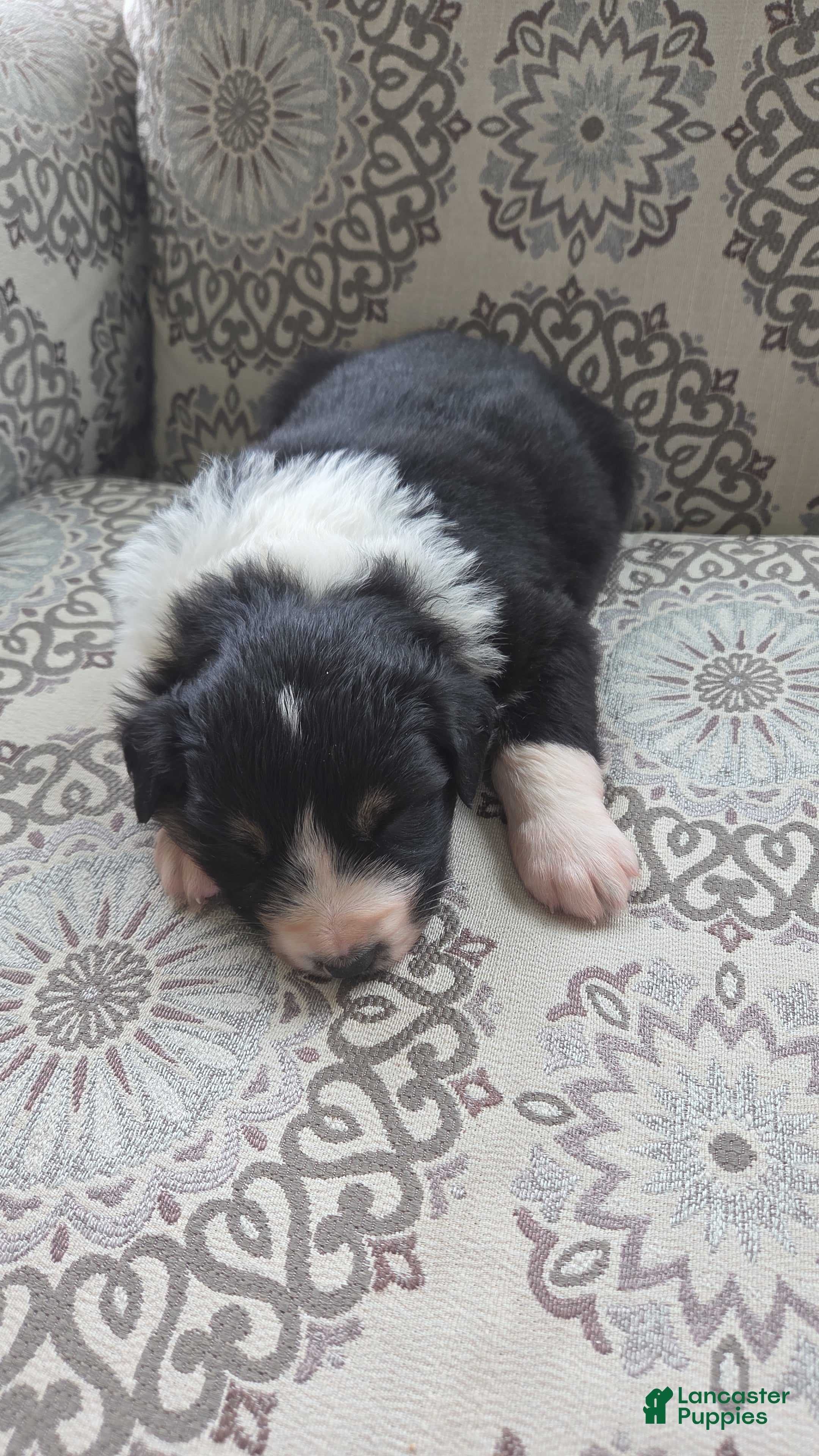 Australian Shepherd dogs Anika Star - Ad 2