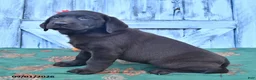 Labrador Retriever dogs for sale: Lacey - Ad 5
