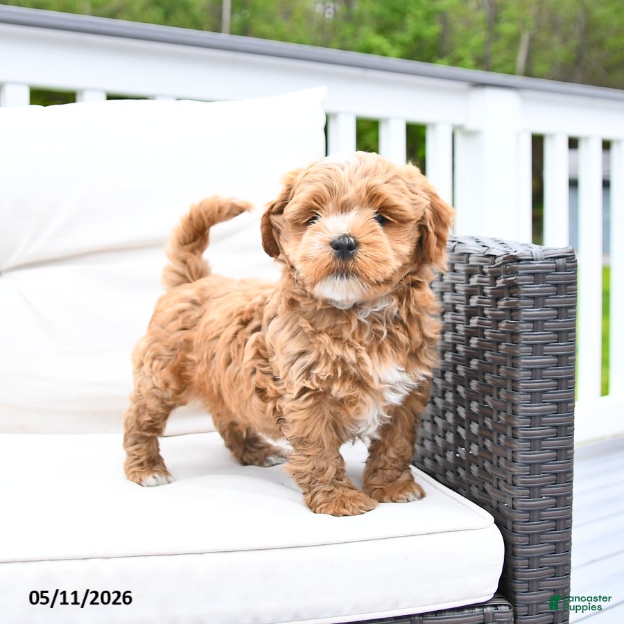 Mixed Breed dogs for sale: Popcorn - Ad 4