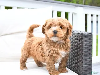 Mixed Breed dogs for sale: Popcorn - Ad 4