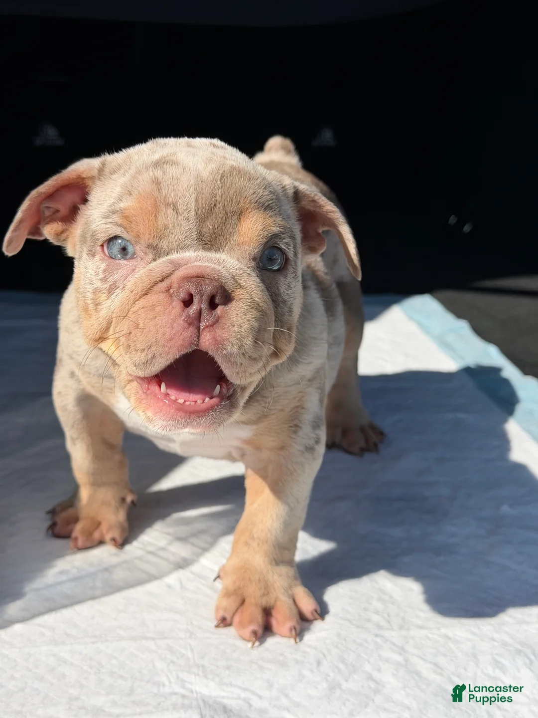 English Bulldog dogs for sale: English Bulldog Puppy 1 - Ad 1