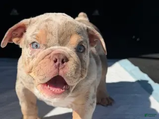 English Bulldog dogs English Bulldog Puppy 1 - Ad 6