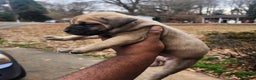 South African Boerboels dogs for sale: Mark - Ad 3