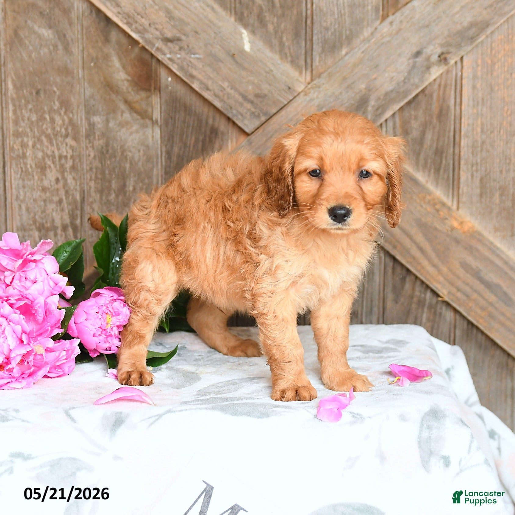 Mini Goldendoodle dogs Jasper - Ad 2