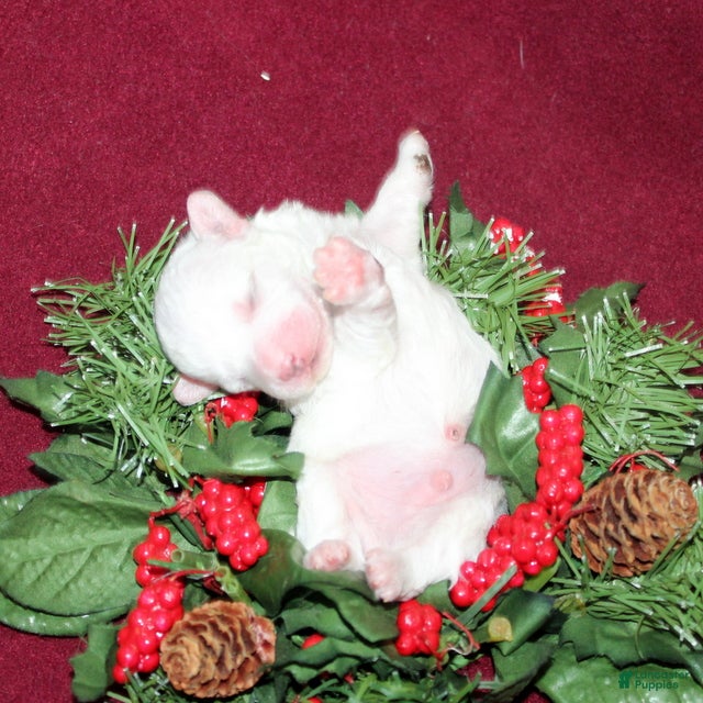 Bichon Frise dogs VolleyBall - Ad 25