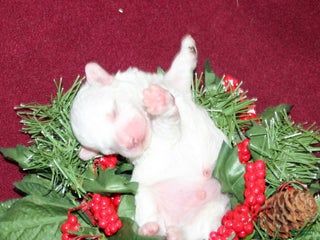 Bichon Frise dogs VolleyBall - Ad 25