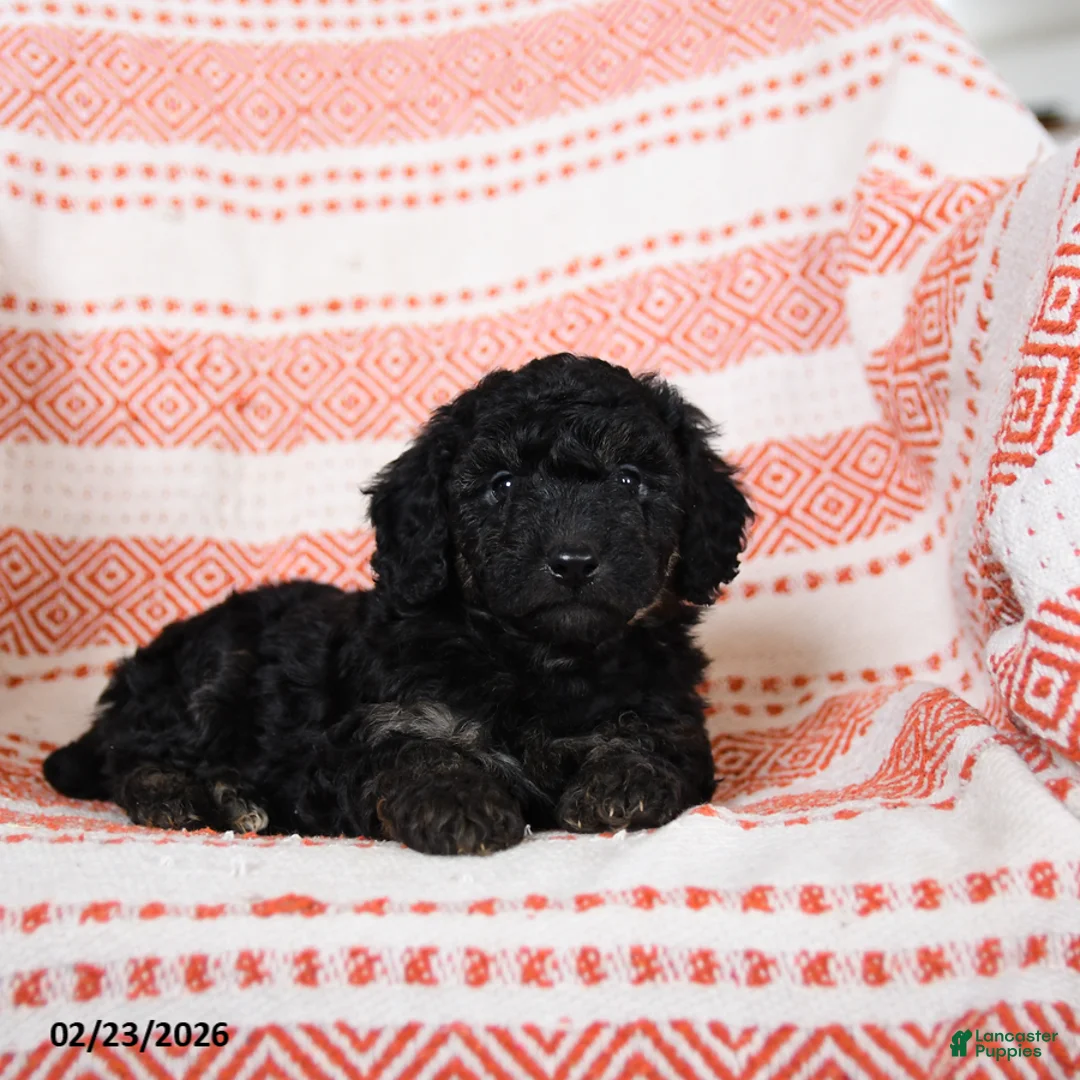 Miniature Poodle dogs for sale: Bingo - Ad 3