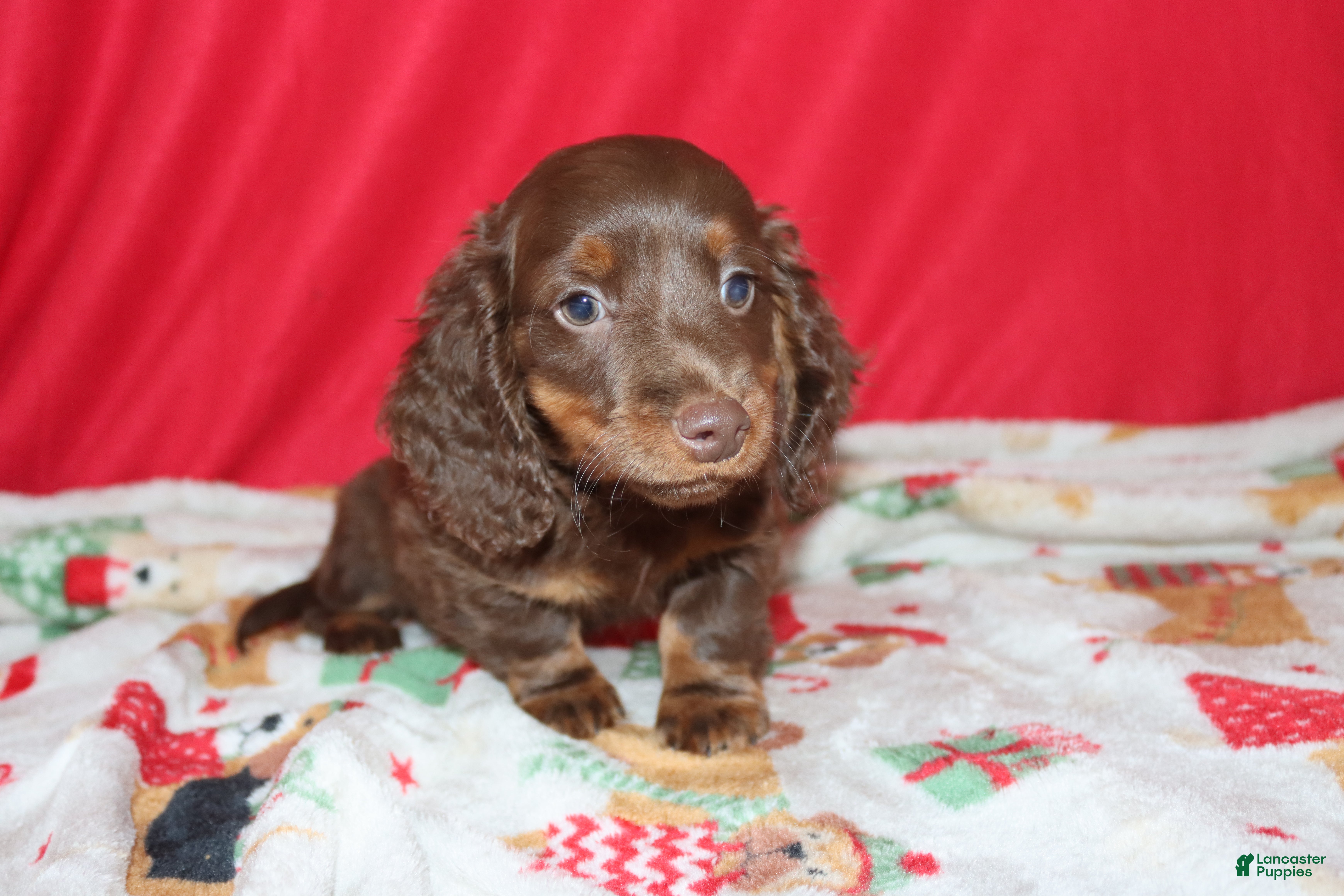 Miniature Dachshund dogs asher - Ad 7
