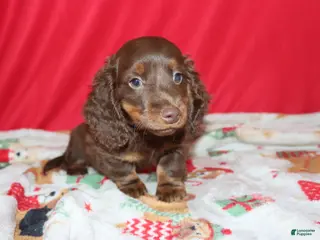 Miniature Dachshund dogs asher - Ad 23