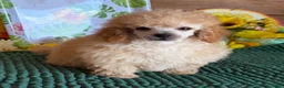 Toy Poodle dogs for sale: Adam - Ad 2