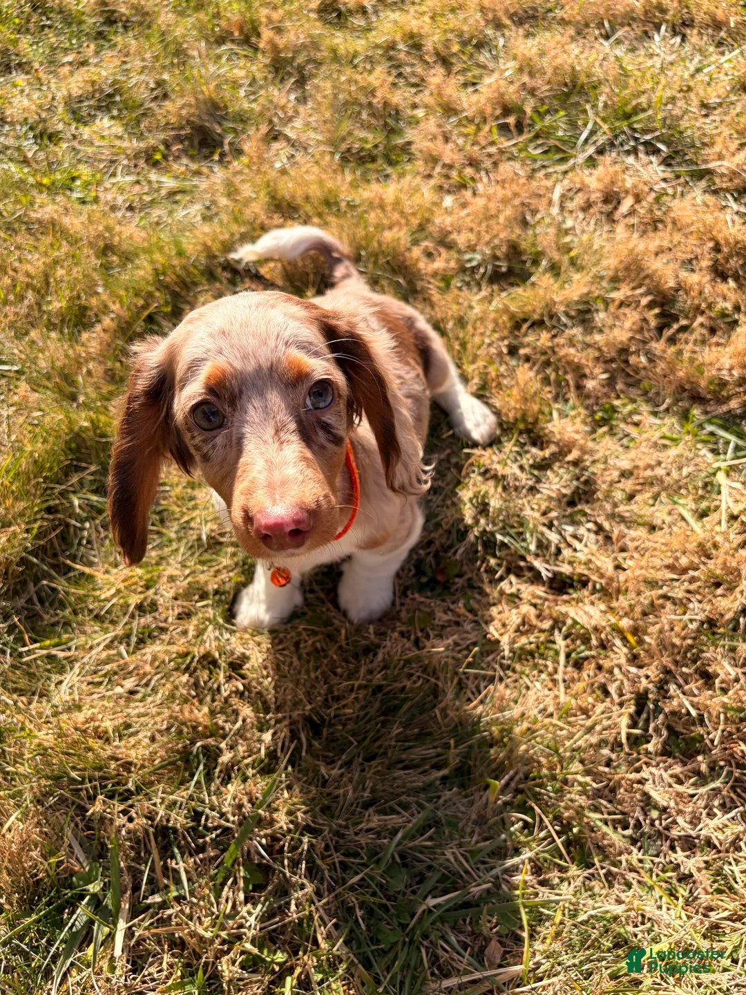 Miniature Dachshund dogs for sale: Scooby Doo - Ad 6