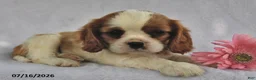 Cavalier King Charles Spaniel dogs for sale: Tina  - Ad 1