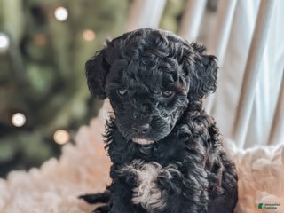 Toy Poodle dogs Noel - Ad 41