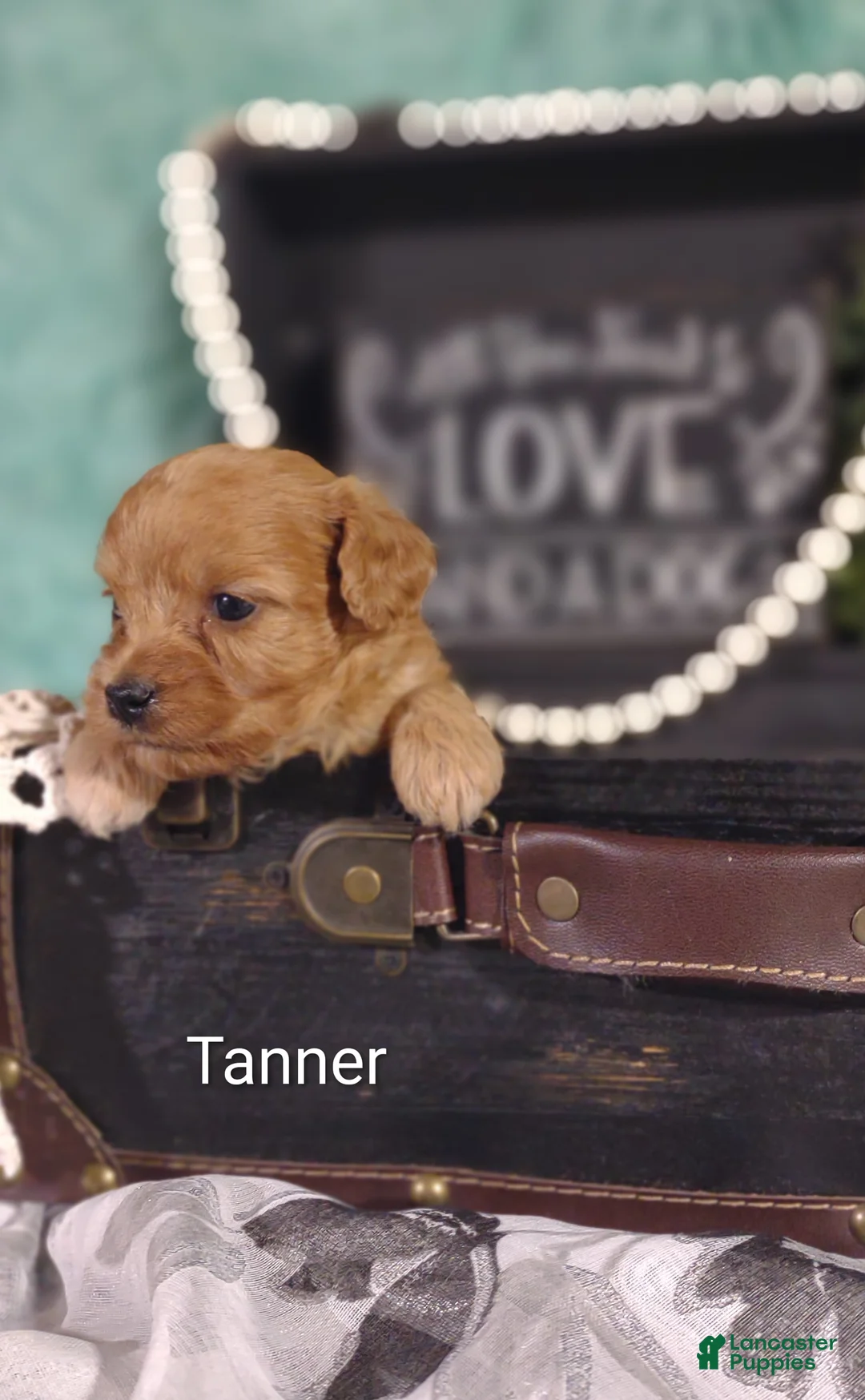 Cavapoo dogs for sale: Cavapoo 2 Tanner - Ad 2