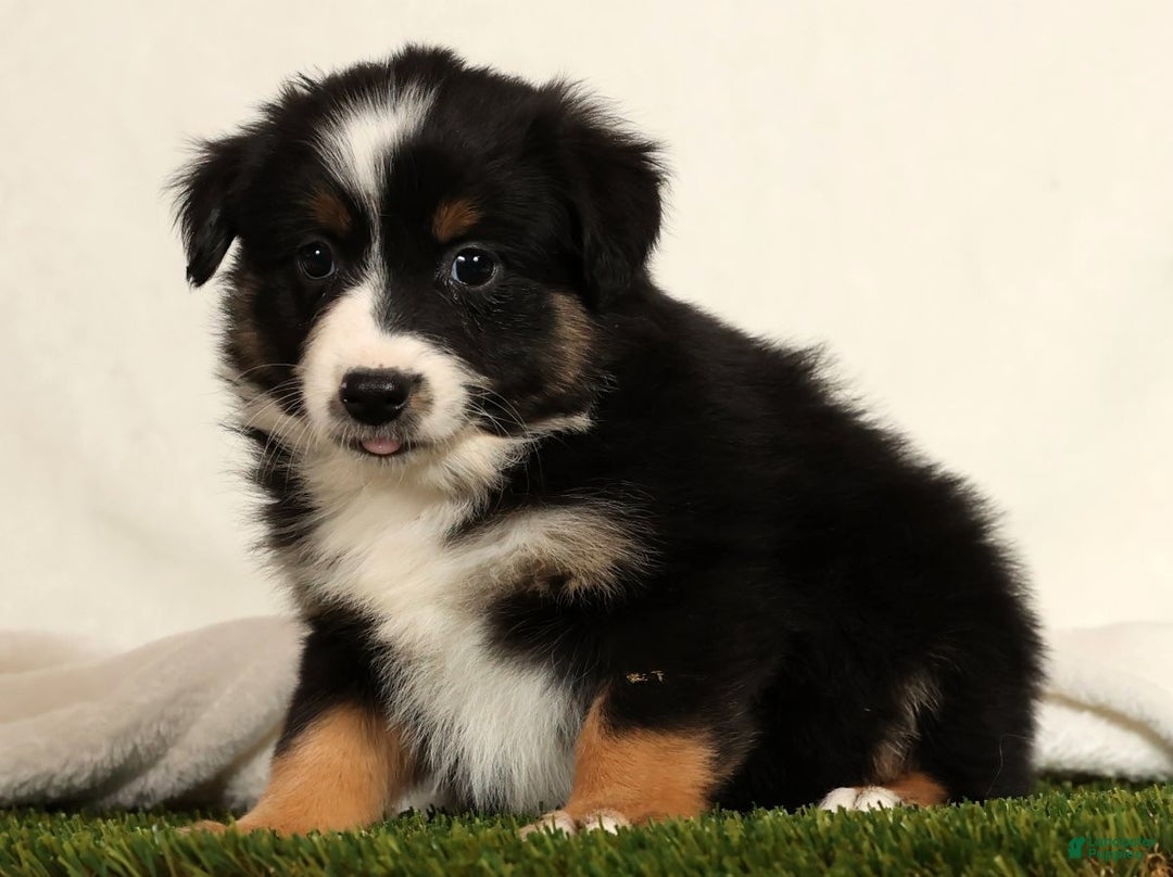 Miniature Australian Shepherd dogs for sale: Dixie - Ad 8
