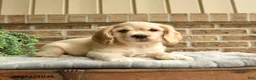 English Cocker Spaniel dogs for sale: Maxwell - Ad 3