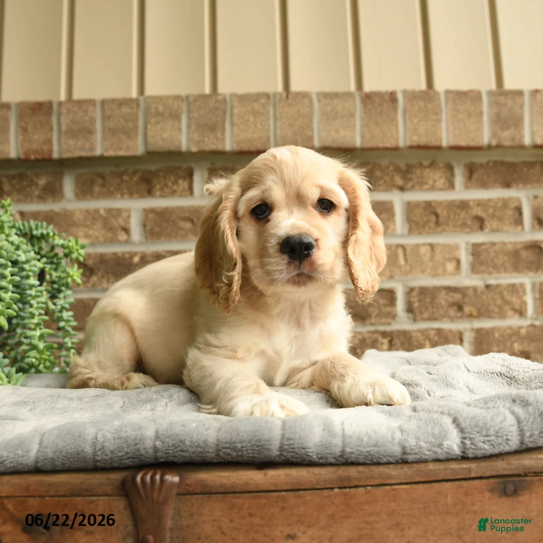 English Cocker Spaniel dogs for sale: Maxwell - Ad 3