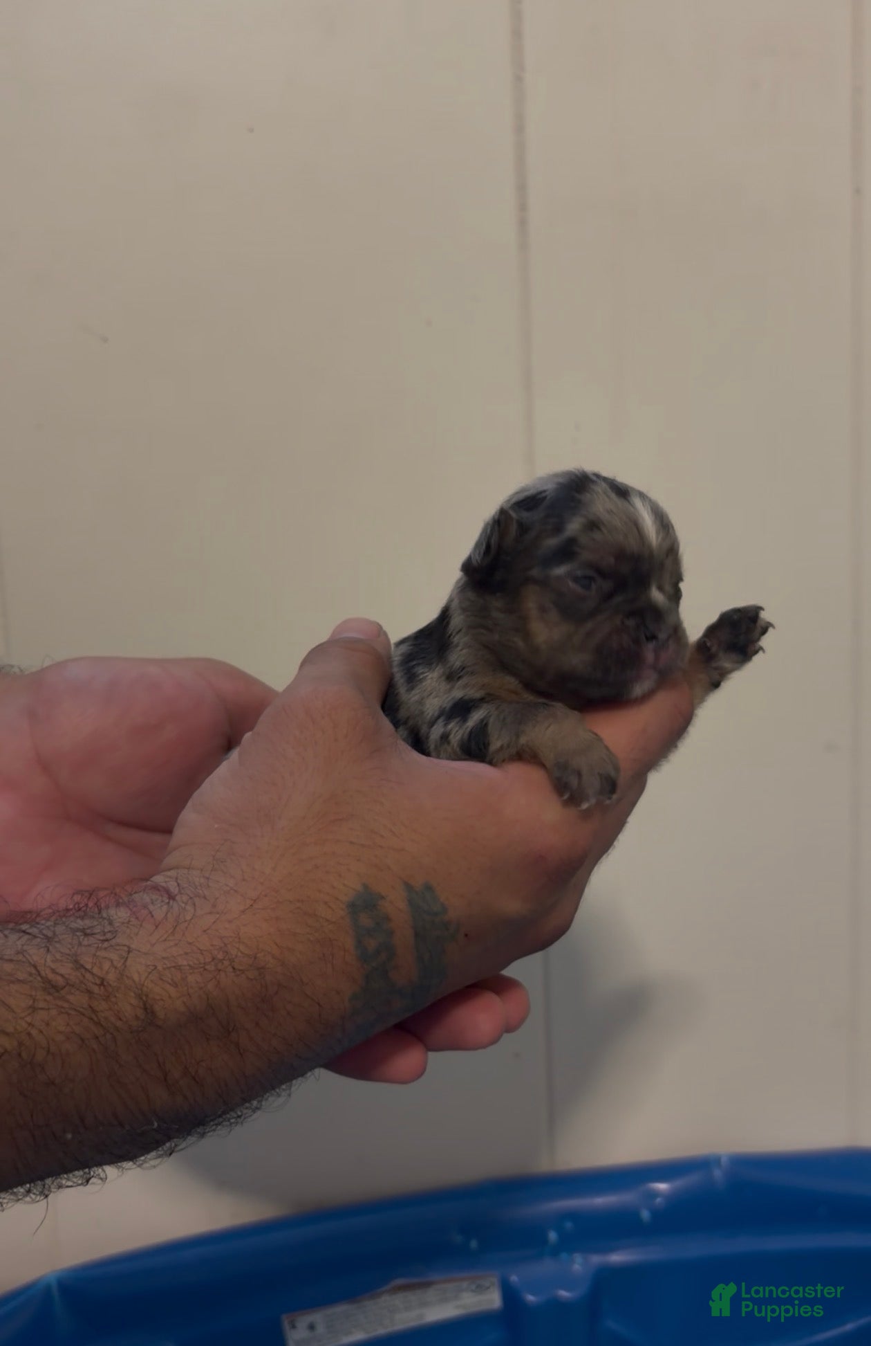 French Bulldog dogs French Bulldog 7 - Ad 42
