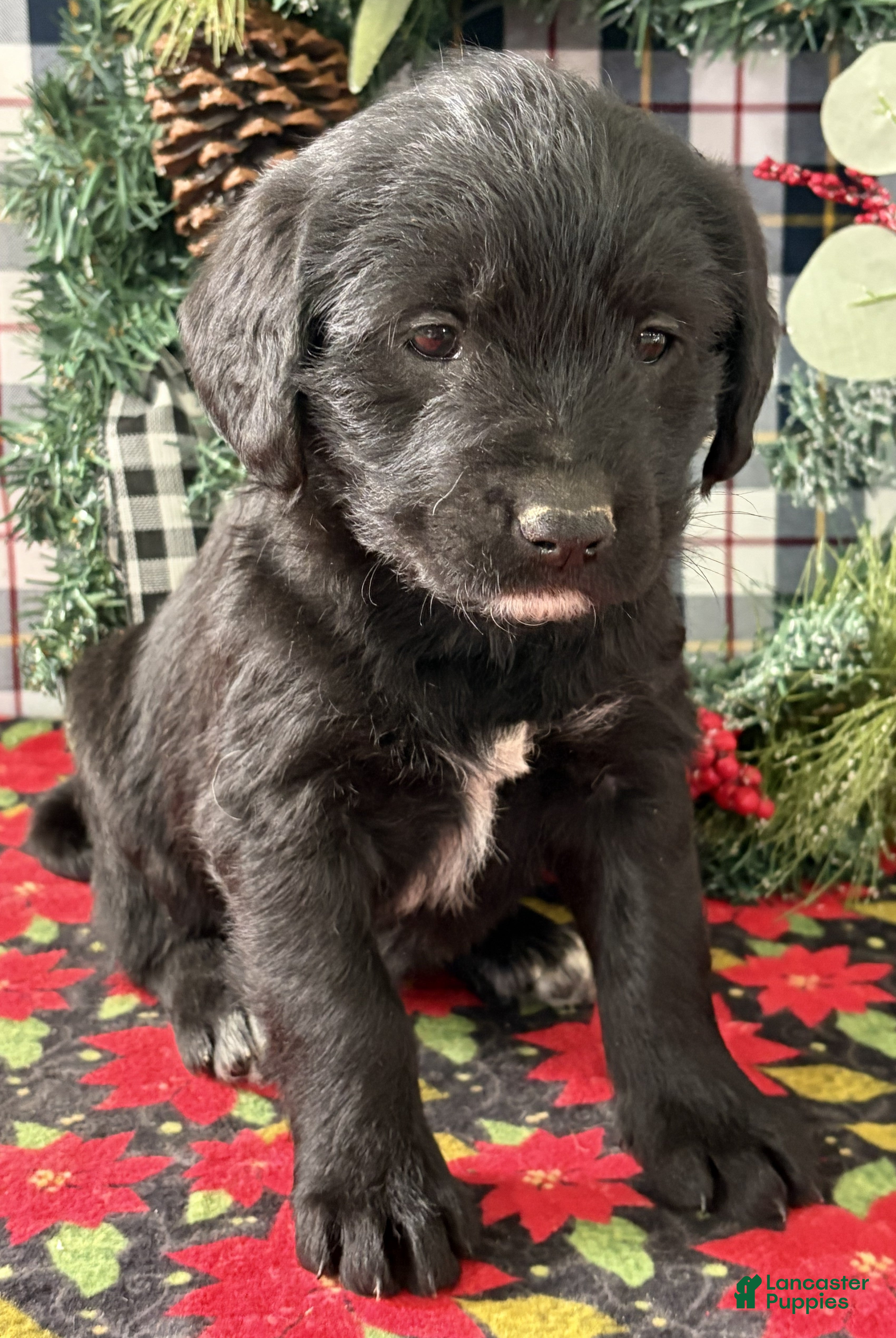 Labradoodle dogs Cindy - Ad 13