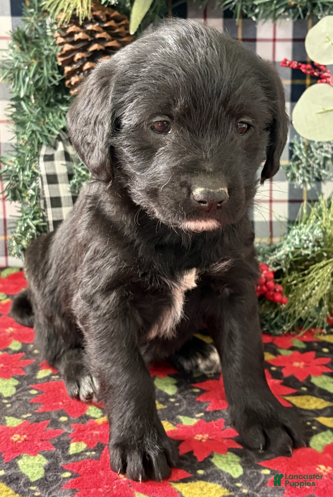 Labradoodle dogs for sale: Cindy - Ad 1