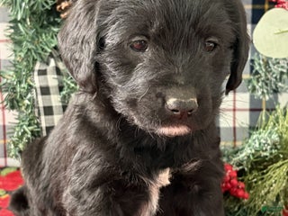 Labradoodle dogs Cindy - Ad 11