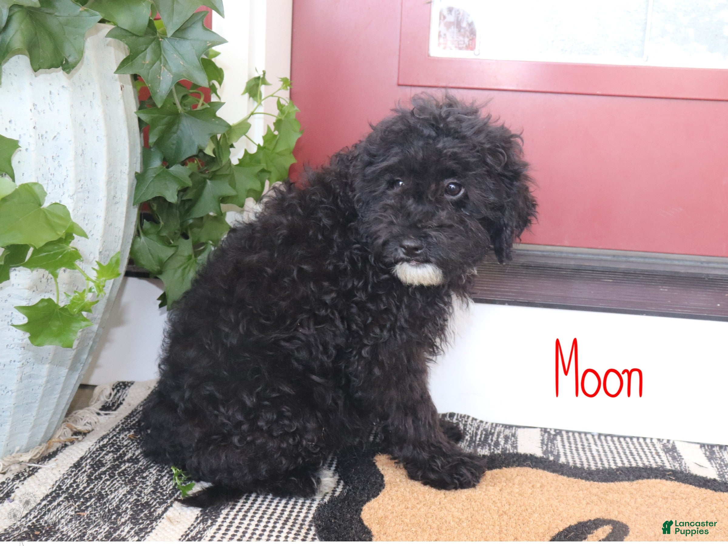 Mini Bernedoodle dogs Moon - Ad 2