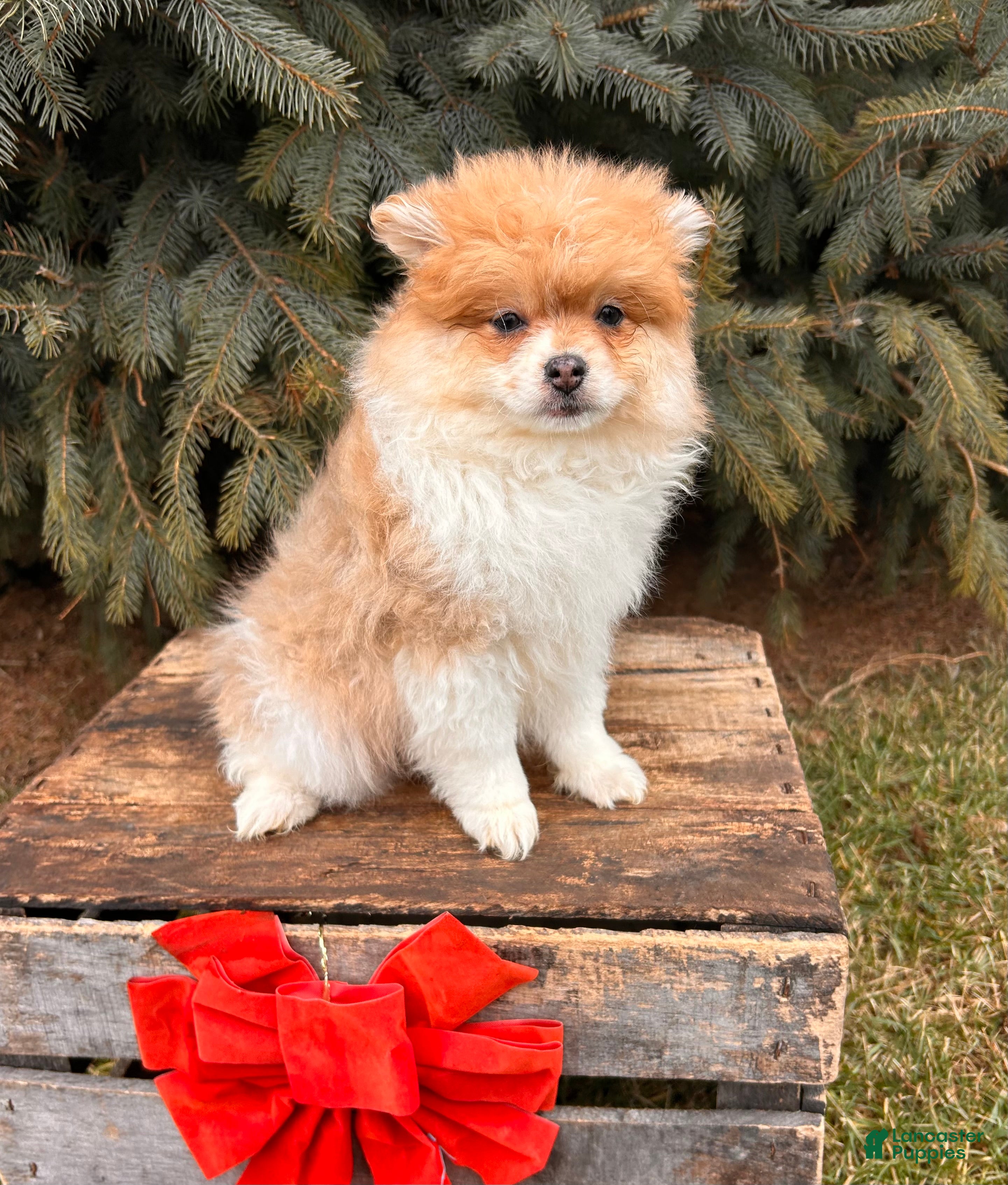 Pomeranian dogs Anna - Ad 41