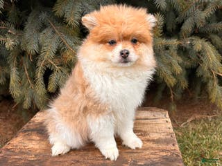 Pomeranian dogs Anna - Ad 41