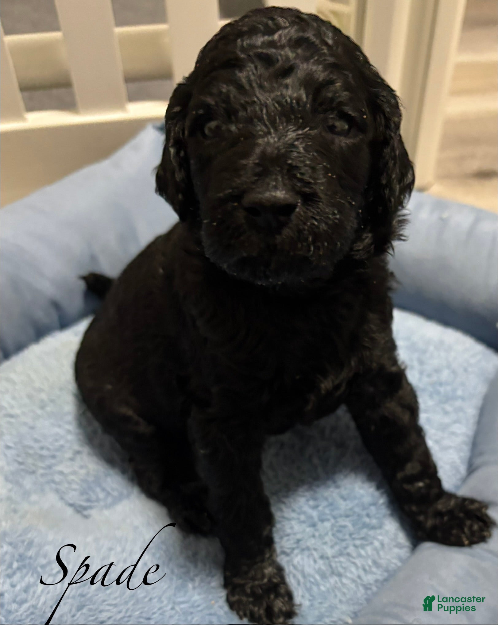 Standard Poodle dogs Standard Poodle Puppy 2 - Ad 4