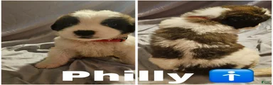 Saint Bernard 4