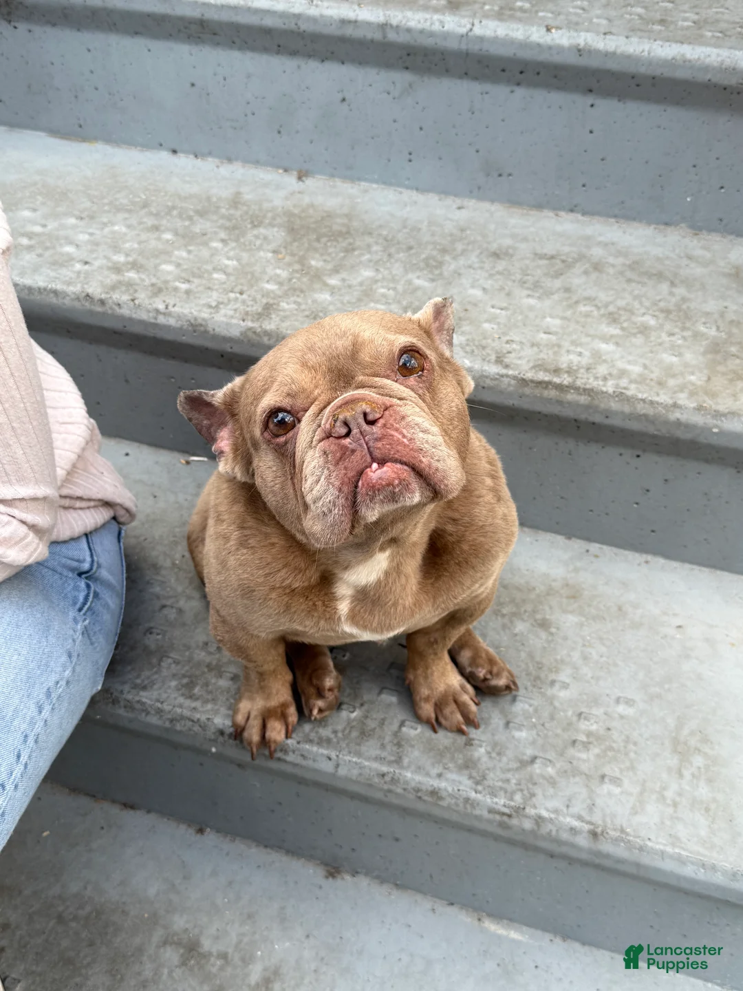 French Bulldog dogs for sale: Honey - Ad 2