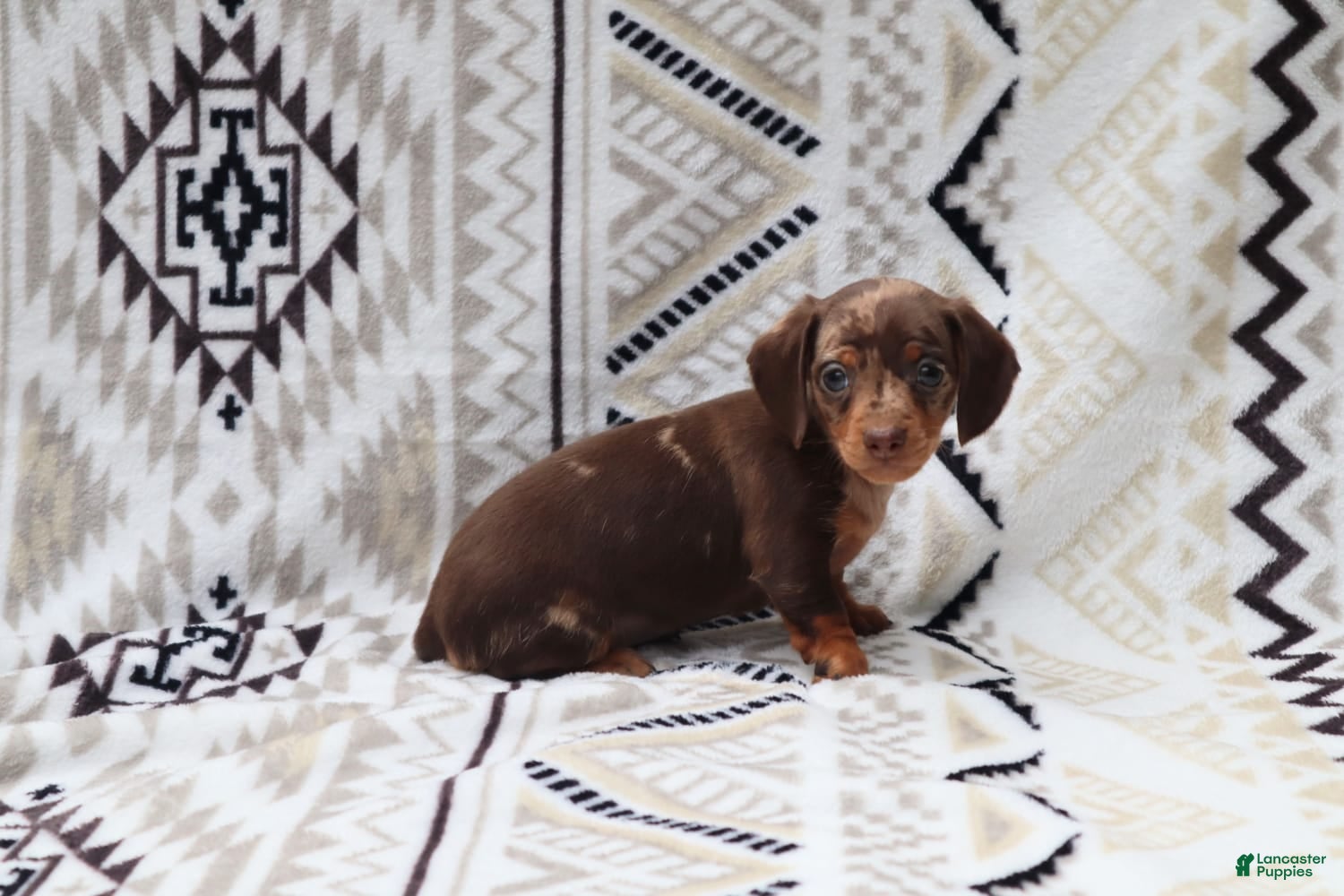Miniature Dachshund dogs for sale: Macy - Ad 1