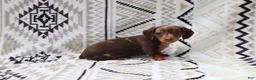 Miniature Dachshund dogs for sale: Macy - Ad 1