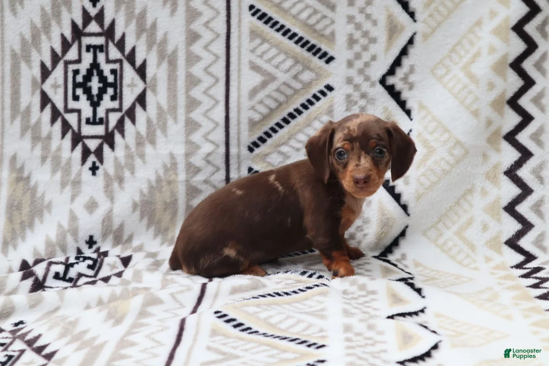 Miniature Dachshund dogs for sale: Macy - Ad 1