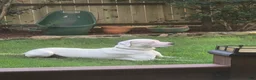 Dogo Argentino dogs for stud: FOR STUD SERVICES  - Ad 11