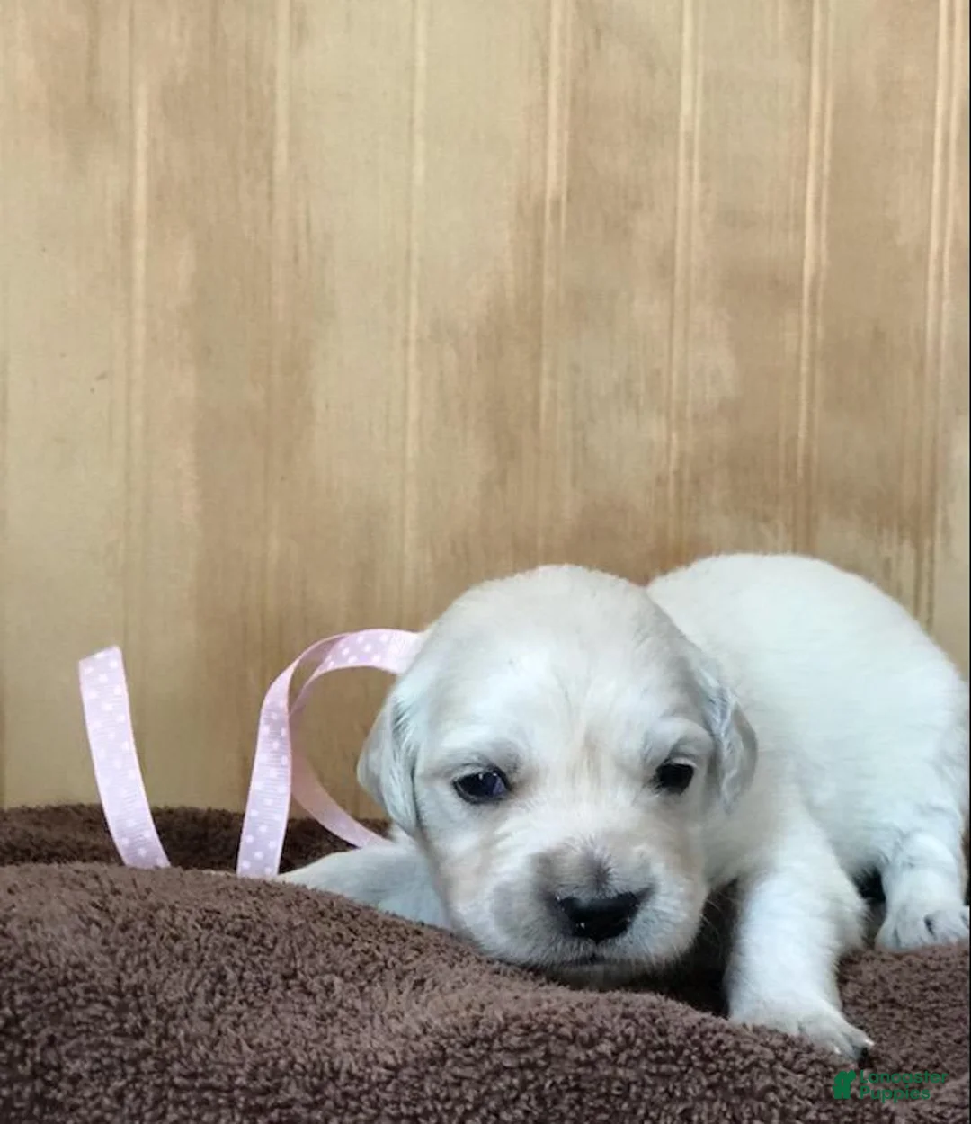 Golden Retriever dogs for sale: Miss Pink  - Ad 1