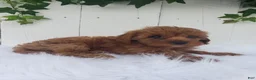 Cavapoo dogs for sale: Rose  - Ad 6