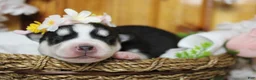 Siberian Husky dogs for sale: Sasha  - Ad 3