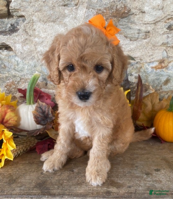 Mini Goldendoodle dogs Nancy - Ad 1