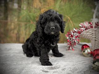 Cockapoo dogs Hunter - Ad 4