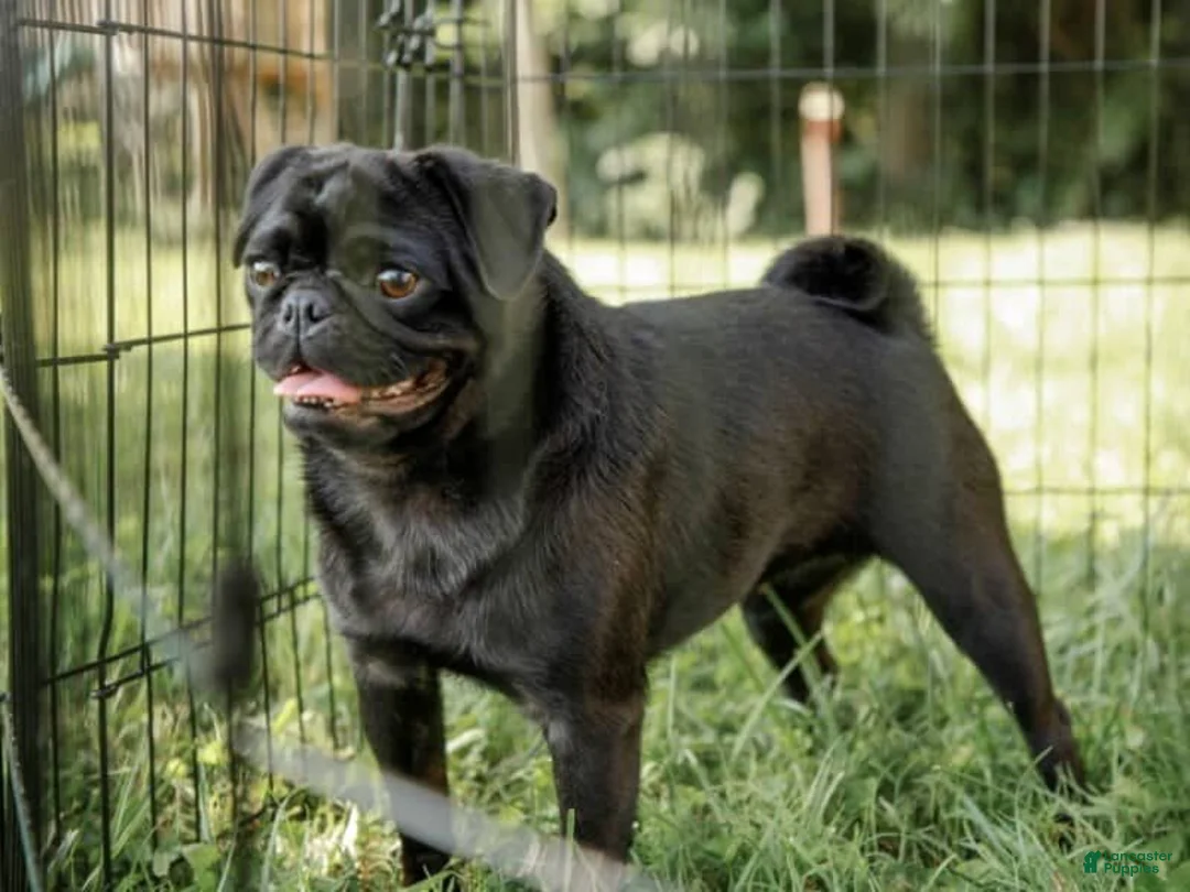 Pug dogs for sale: Eric - Ad 5