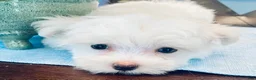 Maltese dogs for sale: Toy sized Andi - Ad 6